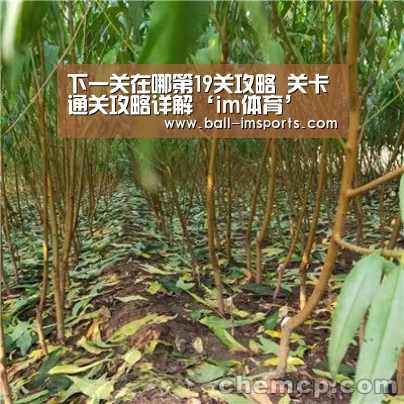 下一关在哪第19关攻略 关卡通关攻略详解‘im体育’(图1) im赛事